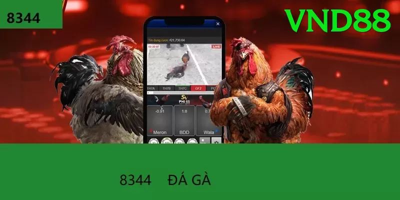 Đá Gà Trực Tiếp - vnd88 - Open Beta